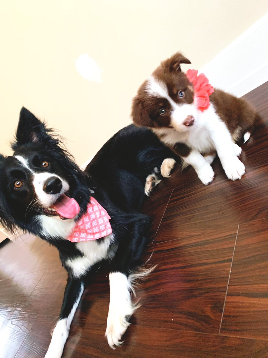 Staci_f24's tweet photo. Our border collie fam grew from one to TWO! Everyone meet Ryleigh 💗🥰 https://t.co/dprfhCZAfw