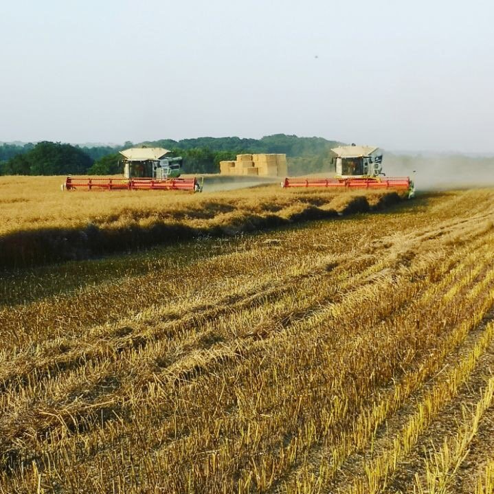 CWrightandSons's tweet photo. Few shots of the combines working together this afternoon cutting some more OSR on the wolds! 🌞🍦 @CLAAS_Eastern https://t.co/ZVfmErOvTi