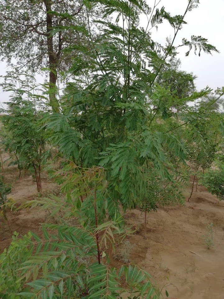 eProperty's tweet photo. #AkiraMiyawaki style forest by SECMC Thar. The #MillionTree project seems to be taking shape with Neem, Kandi, Kekar etc. 80% of the 85,000 plants survived, many already 6 ft tall in just a year!
#Thar #Tharparkar #Sindh #Pakistan 🇵🇰 https://t.co/SaIN7utpoS