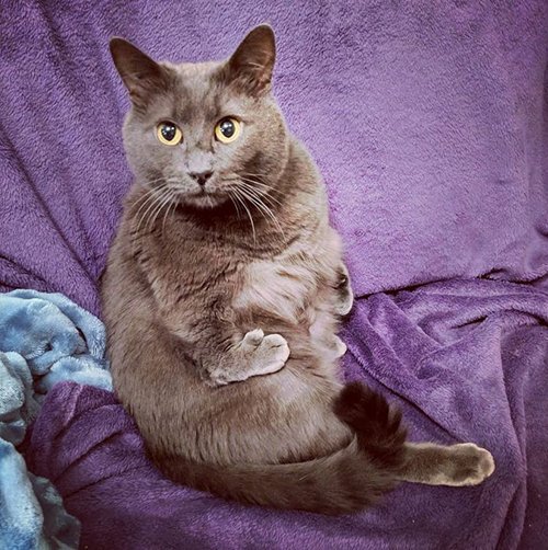 MeowAsFluff's tweet photo. Meet The Stunning Senior Cat With Radial Hypoplasia Who Couldn’t Be Happier In His Forever Home!
https://t.co/950GniLRwp
@BCSPCA_NCariboo
#radialhypoplasiacat #rhcats #specialneedscats #rescuecats #adoptdontshop #radialhypoplasia #rhcat #specialneedscat https://t.co/C8RYGit3SR