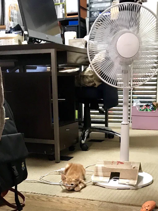宗美智子先生ちに来たカイくんに会ってきたよ②
玩具を狙ってお尻フリフリ中。そのコード邪魔じゃない?まさかちょっと隠れてるつもり? 