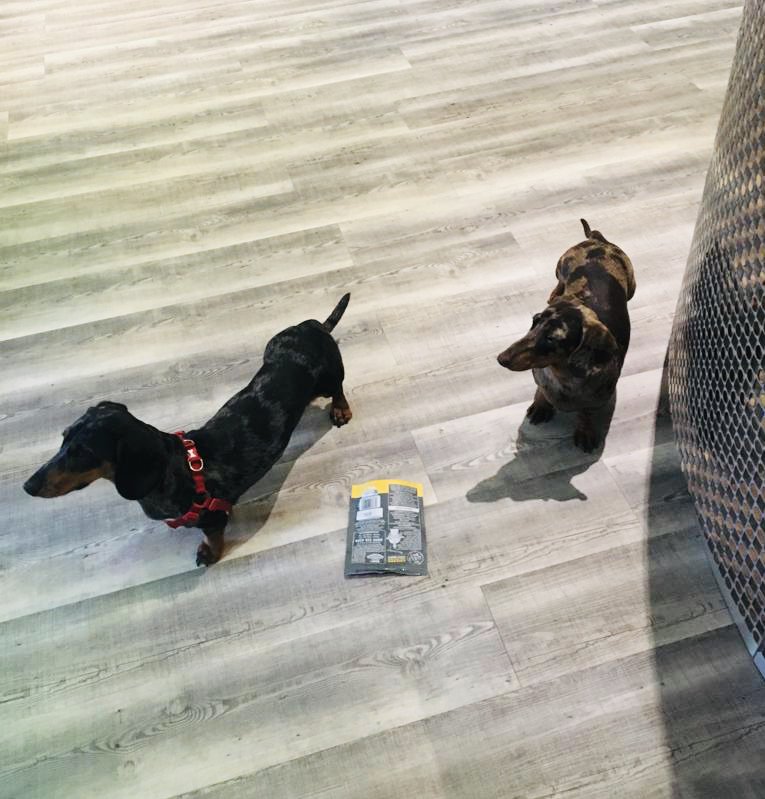 homeofficetring's tweet photo. Two adorable sausages visiting #TheHomeOffice today! We’re #dogfriendly so man’s best friend can join our Members during their working day if necessary.
#sausagedogs #tring #tringbusiness https://t.co/a0AMx32wGE