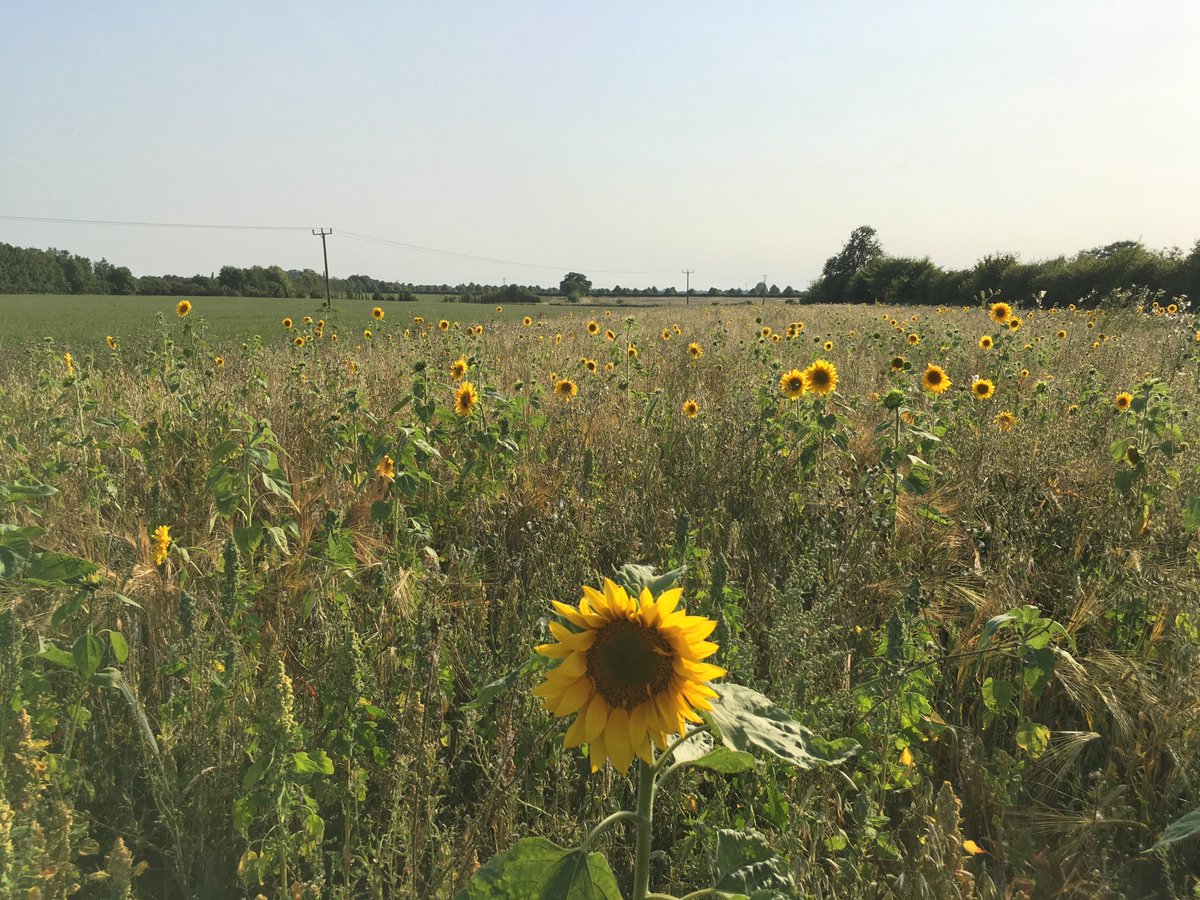 This is one of our five winter bird mix plots at @WimpoleEstateNT - at the moment it is delivering a lot of beauty, but in a few months time it will be feeding wild birds during the hunger gap. Interestingly, winter cultivated plots look a lot better than spring cultivated ones.