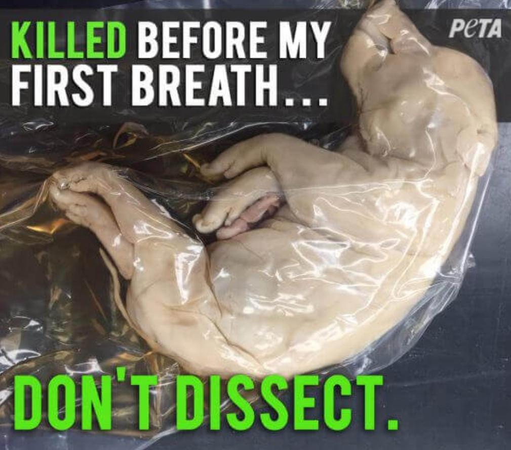 Helena8664's tweet photo. #DissectionKills Use your voice...demand humane options! https://t.co/4d2XvyfvFO