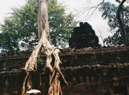 hyphenmag's tweet photo. Activist @seng_so writes a letter to his homeland of Cambodia, in the wake of ICE raids on Southeast Asian refugee communities: 
"Even in the whirlwind you made sure to shelter us. You gave rise to a people that withstood. "

https://t.co/DH8fsWbU9H https://t.co/t2TM0J7gz8