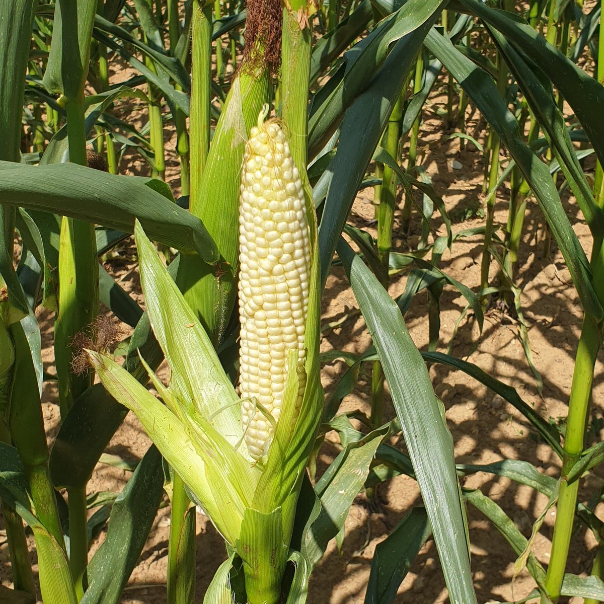AgriSkippy's tweet photo. Je suis bluffé par la capacité de résistance au sec des nouveaux maïs

En bonnes terres, il est même plutôt beau😍

Les variétés d'il y a 20 ans seraient déjà totalement sèches! https://t.co/qCdESZy9x4