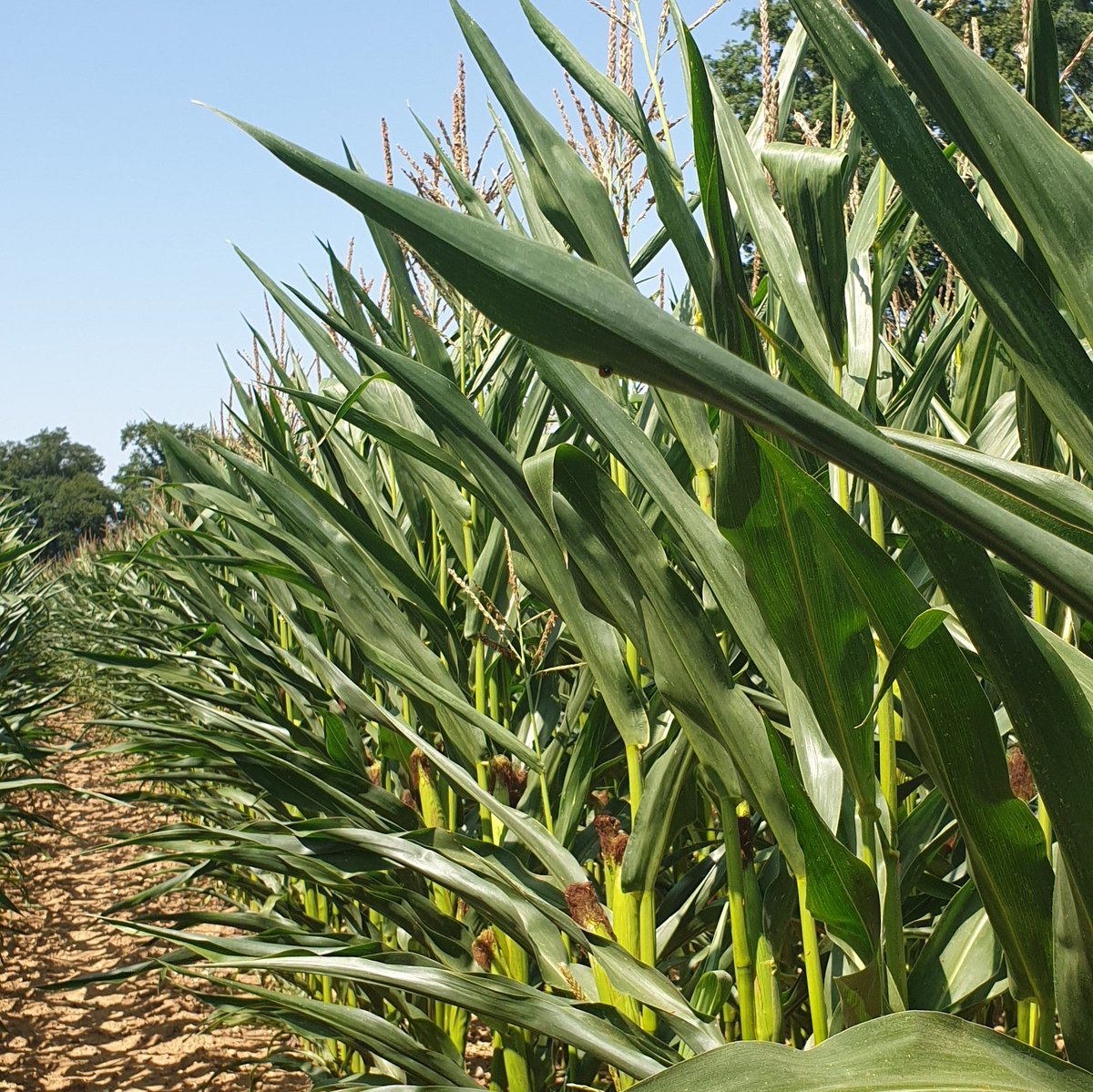 AgriSkippy's tweet photo. Je suis bluffé par la capacité de résistance au sec des nouveaux maïs

En bonnes terres, il est même plutôt beau😍

Les variétés d'il y a 20 ans seraient déjà totalement sèches! https://t.co/qCdESZy9x4