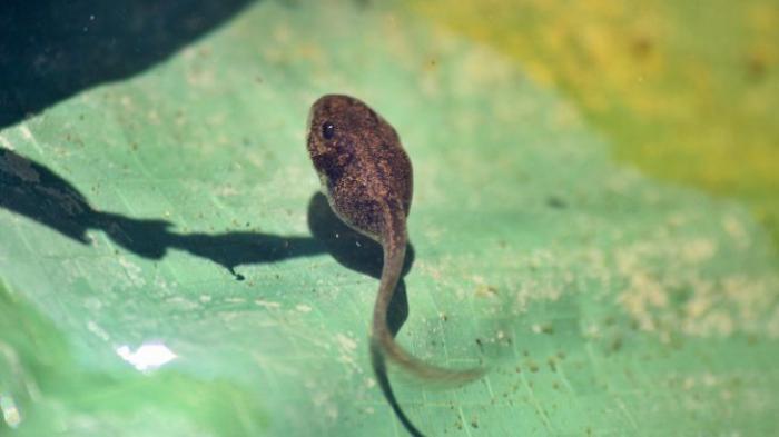 cl_atlanta's tweet photo. 🐸CL Recommends: Tadpole Tales at Fernbank Museum of Natural History🐸
⏰11:30 AM
💰FREE with general admission
#CLRecommends #CL #CLATL #CreativeLoafing #Atlanta #ATL #Fernbank #NaturalHistory #museum #tadpoles #tadpoletales #frogs #summer #ThingsToDo #kids #kidfriendly https://t.co/yXicTfIvB8