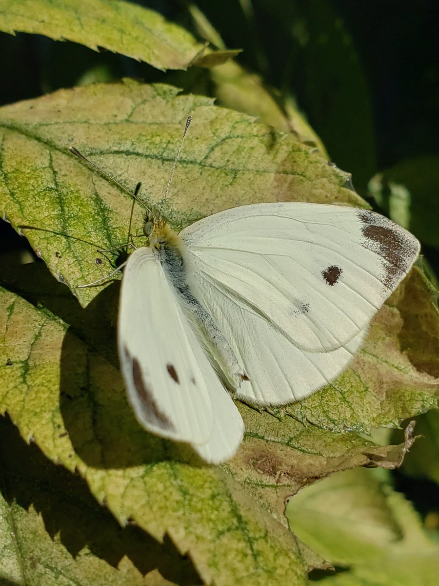 SexyUncleDave's tweet image. #bugs #BugChasing