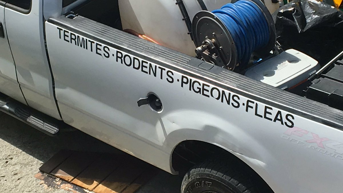 LaNiccolo's tweet photo. Pigeons.. WTF! 😂. @NOLAnews @LaNiccolo @comicref https://t.co/fdyfTyRLSJ