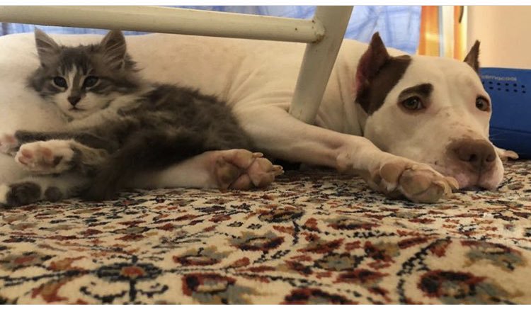 bengutpykn's tweet photo. #PitbullYasaklansın
Kötü köpek yoktur kötü sahip vardır, saldırıya uğrasa bile saldırmayan pit bull besliyorum... cehalet bir ırkın sonu olmamalı. Onlarda canlı, hemde kalbi pamuk gibi, saldırganlık ırka bağlı değildir eğitimle alakalıdır. https://t.co/xNnnAouXsK