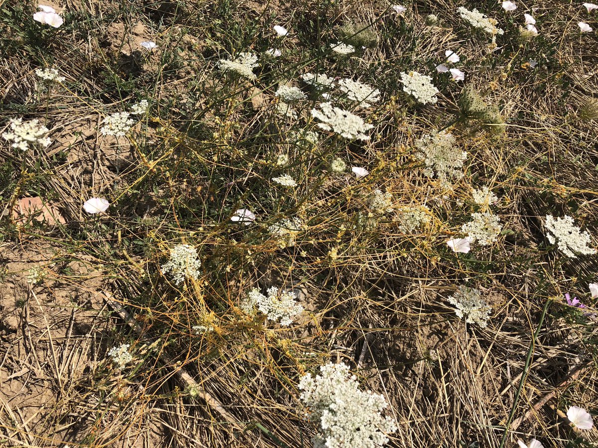 TeiaG2012's tweet photo. Veig molta “tinya” “sedes” “cúscuta” #cuscuta campestris per camps de guaret de l’Alt Empordà. Tenim problema en camps d’#userda, quan apareix un rodal en un alfalsar ja pots anar pensant en aixecar el cultiu perquè s’escampa inevitablement per més que hi siguis a sobre. https://t.co/jlcOaGm73e