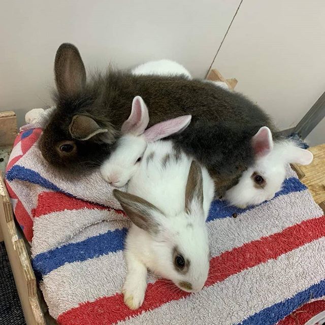 Unser Langohr-Nachwuchs übt sich im platzsparenden Übereinanderstapeln.  Denen scheinen die Temperaturen also schon mal nix auszumachen🤷‍♂️😏. instagram.com/p/B0TUHsHIwnp/