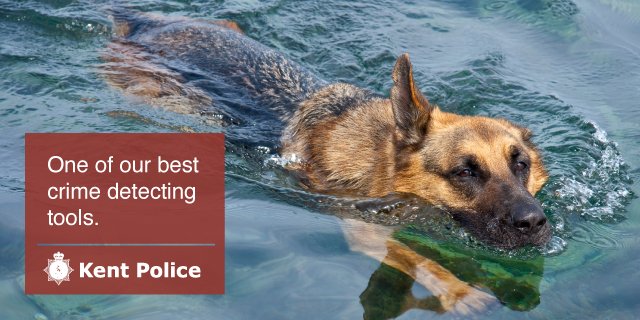 kent_police's tweet photo. Even our top dogs need a cool off! π πΆ #yeahbuoy #cooloff #KPSummer https://t.co/8fCGKvNjwS