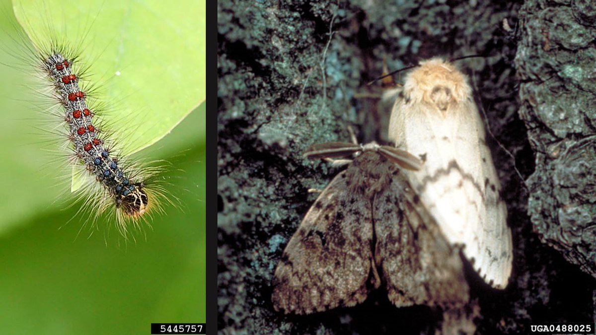 Invasive Species Ctr tweet media