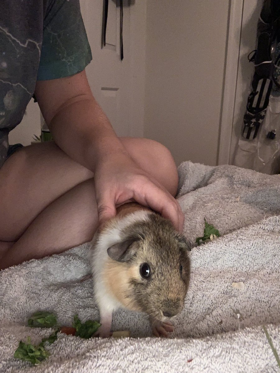 draggypigs's tweet photo. Hey piggy girls! 🐾 Here’s some of the better shots I was able to grab of our new little guy last night. What drag artist do you think he resembles most? 🤔 https://t.co/Vg3qsl1T8w