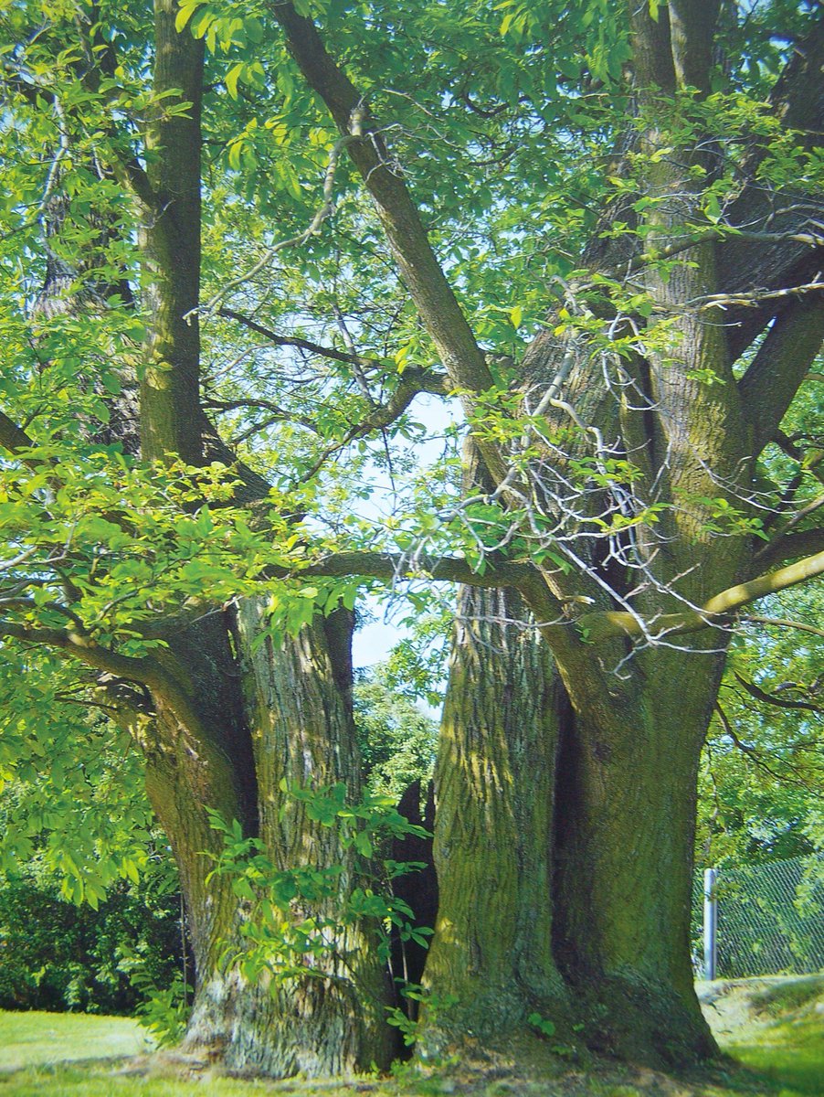 LesnyPark's tweet photo. Chcecie, by Wasze #drzewa były w pełni zdrowe? Zajmiemy się tym! Usuniemy z nich martwe, chore #gałęzie i #konary, wykonamy #cięcia korekcyjne i redukcyjne.

https://t.co/a6irJ3wiUy https://t.co/fVFKrx2TNo
