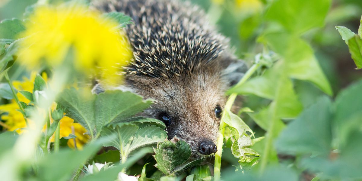 The government has ordered house builders to do more to protect Britain’s cherished wildlife, such as incorporating hollow swift bricks and bat boxes in developments and using hedgehog highways to provide safe routes between different habitats. #eastren

countryliving.com/uk/homes-inter…