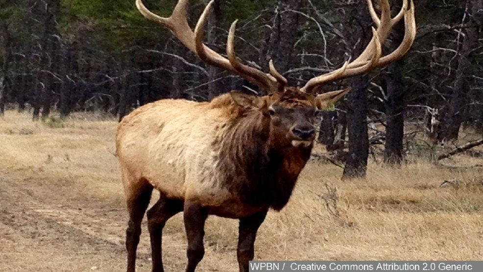 Отличие лося от оленя. Лось от оленя. Elk Deer разница. Лось Висконсин. Лось и олень фото отличия.