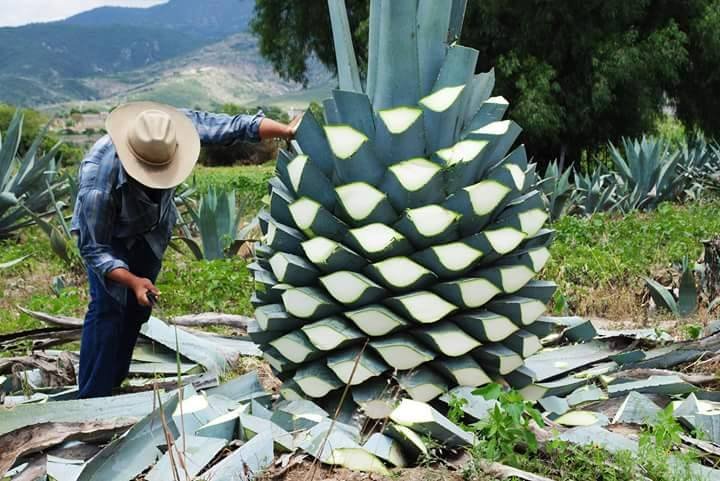 Happy National Tequila Day! Enjoy with some G4 Premium Tequila - Premium Tequila from Jalisco, Mexico - in stock now! Ask your sales rep for details on this smooth, award-winning tequila.
.
.
.
#tequila #premium #cheers #whynotwednesday #mexico #nationaltequiladay #synergy