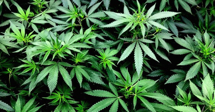 THEMMEXCHANGE's tweet photo. Pain Relievers from Cannabis Are 30 Times Stronger Than Aspirin, New Research Finds 

https://t.co/raAeYpYY5Z #MME #marijuana #cannabis #medicalmarijuana https://t.co/c5W6zhHQ6O