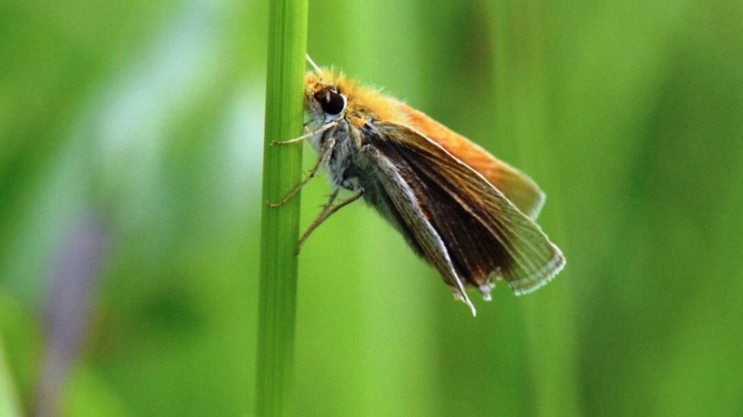Flutterby Project (@fluttrbyproject) on Twitter photo The Assiniboine Park Zoo (Winnipeg) released 13 captive-reared Poweshiek Skipperlings. 13? Not a big deal, right? Wrong! With fewer than 100 in Canada, they are critically endangered, so adding 13 to the wild population is huge! 👏 Kudos, <a href="/assiniboinezoo/">Assiniboine Park Zoo</a>! bit.ly/32NFBUm The Assiniboine Park Zoo (Winnipeg) released 13 captive-reared Poweshiek Skipperlings. 13? Not a big deal, right? Wrong! With fewer than 100 in Canada, they are critically endangered, so adding 13 to the wild population is huge! 👏 Kudos, <a href="/assiniboinezoo/">Assiniboine Park Zoo</a>! bit.ly/32NFBUm