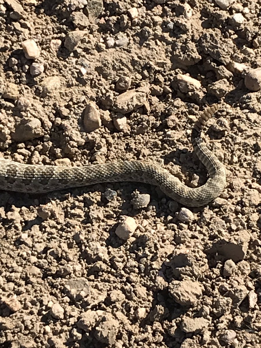 marcarnusch's tweet photo. Checking water today, I stepped on a Rattlesnake. He didn’t make it.
Neither did my shovel....
#NotTheStepIWasLookingFor
#SnakeMeat
#ShortsChange https://t.co/vqNbn3W8Qk