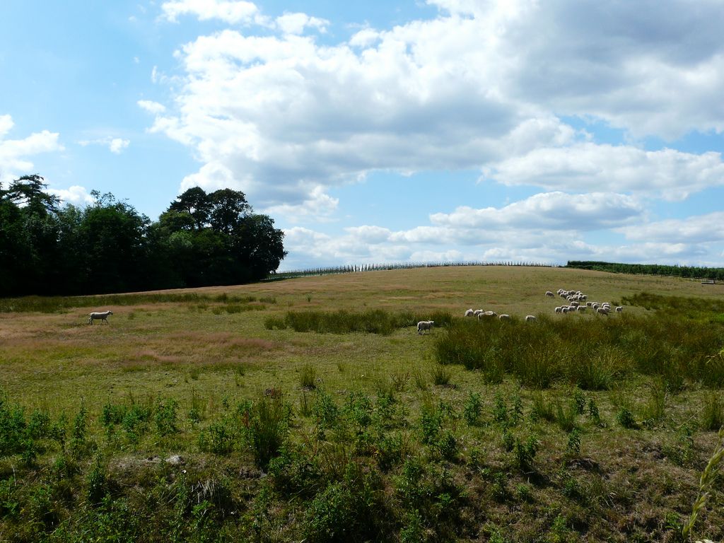 SaveCapel's tweet photo. So grateful for the support from @CPRE and @CPREKent This article demonstrates why this is more than just an issue for Capel #greenbelt #savecapel

Massive increase in housebuilding: a developing tragedy for the Tunbridge Wells countryside - CPRE Kent https://t.co/IYt0txDVNK https://t.co/HHxFiKMtSp