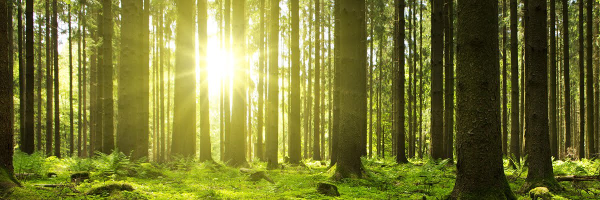 TeachTalks's tweet image. #BorisJohnsonPM announces he will personally take responsibility for finding the #magicmoneytree