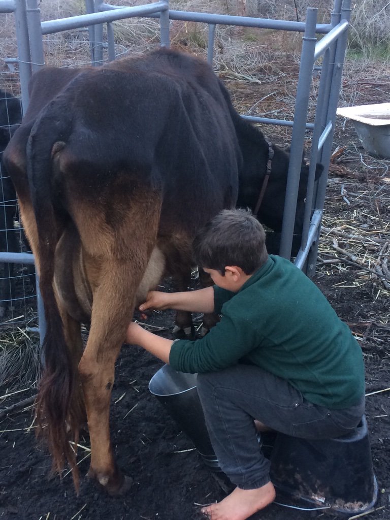 erdwurmboer's tweet photo. Braving the cold this https://t.co/XCXxgq1LZX many 9 year old's know how to milk a cow. #familycow #homesteading #rawmilk #permaculture #freerangekids https://t.co/Mz7Gsx2CWP
