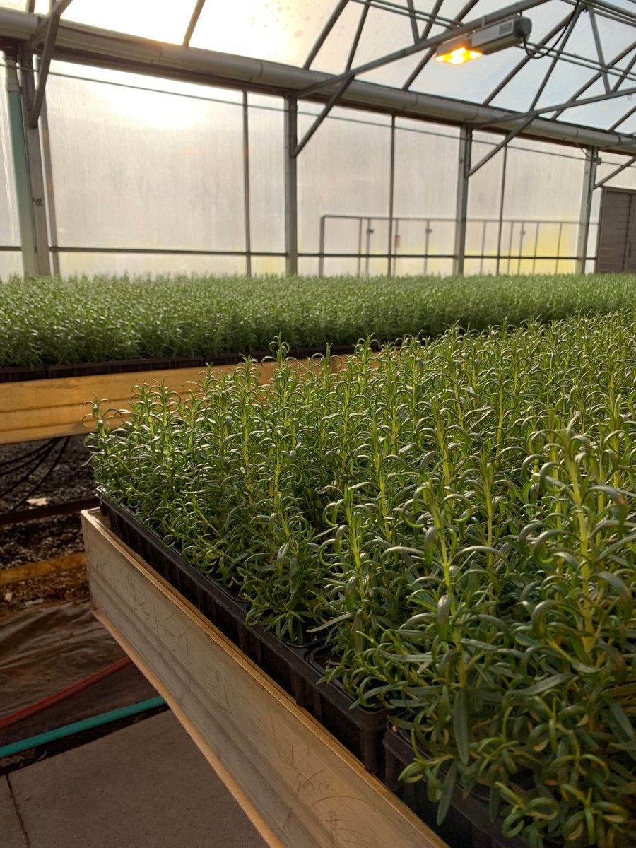 If you're struggling through Wednesday, take inspiration from #rosemary - which can survive a severe lack of water - but doesn't have to with our #biofarm and its contained water system. #thatstasty