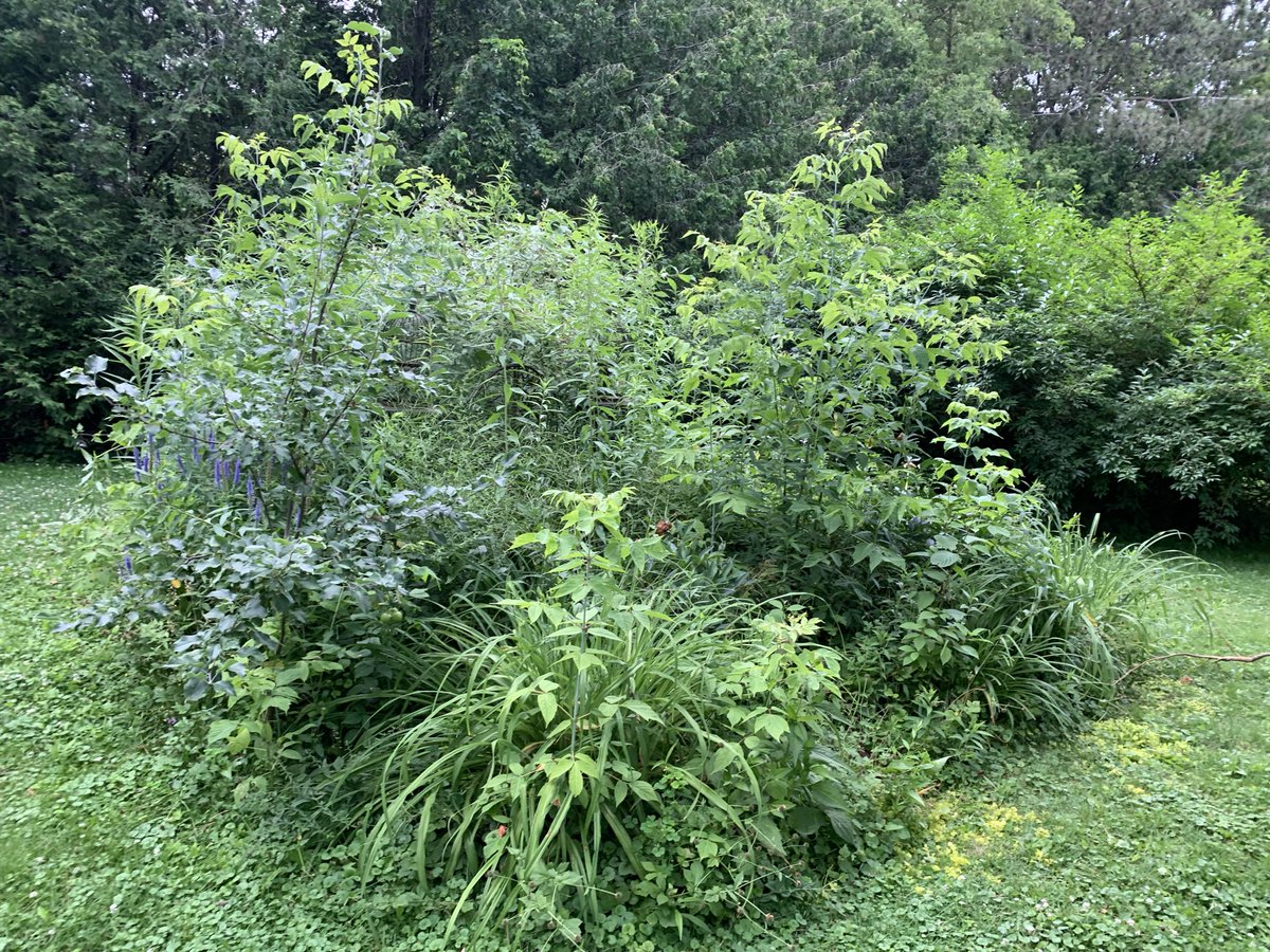 FirstResponseLS's tweet image. Believe it or not this is a before and after picture of a decent garden project we did. #magic #transformation