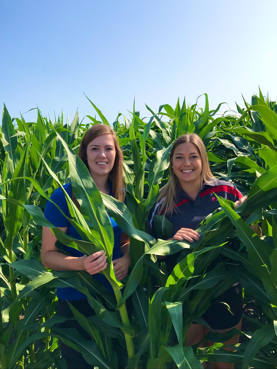 Another great looking <a href="/PRIDESEEDS/">PRIDE Seeds</a> corn plot in North Dundas. Thanks <a href="/ShellMacEwenAg/">Shelley Nyentap</a> for the help! #PRIDEinMyField #corn19