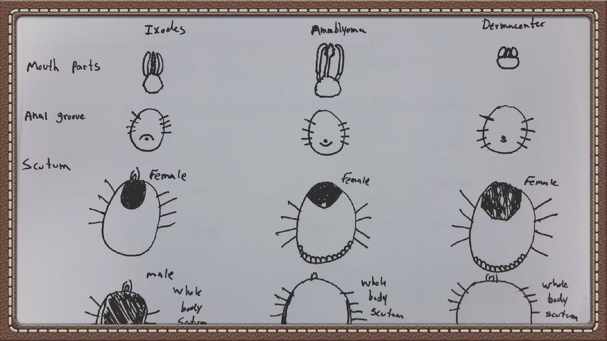 nsfernandez91's tweet image. Distinguishing features of different tick species #LymeDisease #lyme #anaplasma #babesia #outdoorlife #education #safety #diseases #ticks