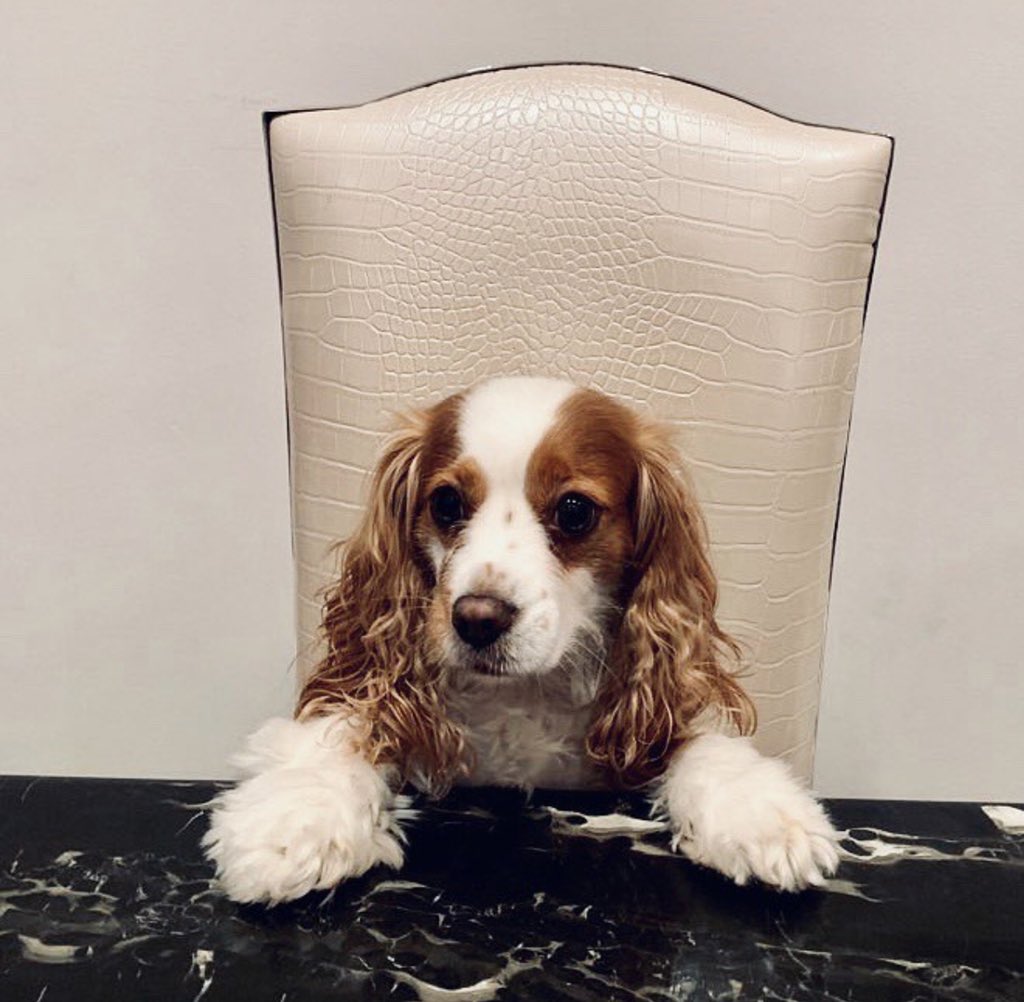 феликс stray kids с собакой. как зовут собаку бан чана. берри бан чана. берри собака чана. собака банчана берри.