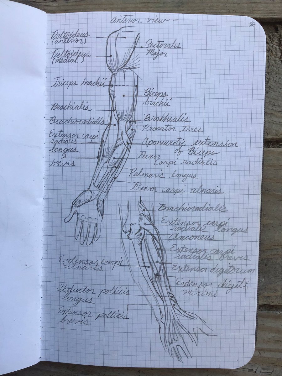 Mike Hawthorne On Twitter Let S Look At The Muscles That Bridge The Upper Up Between The Muscles Of The Upper Arm And Lower Arm Going Towards The Thumb The Brachioradialis And Extensor
