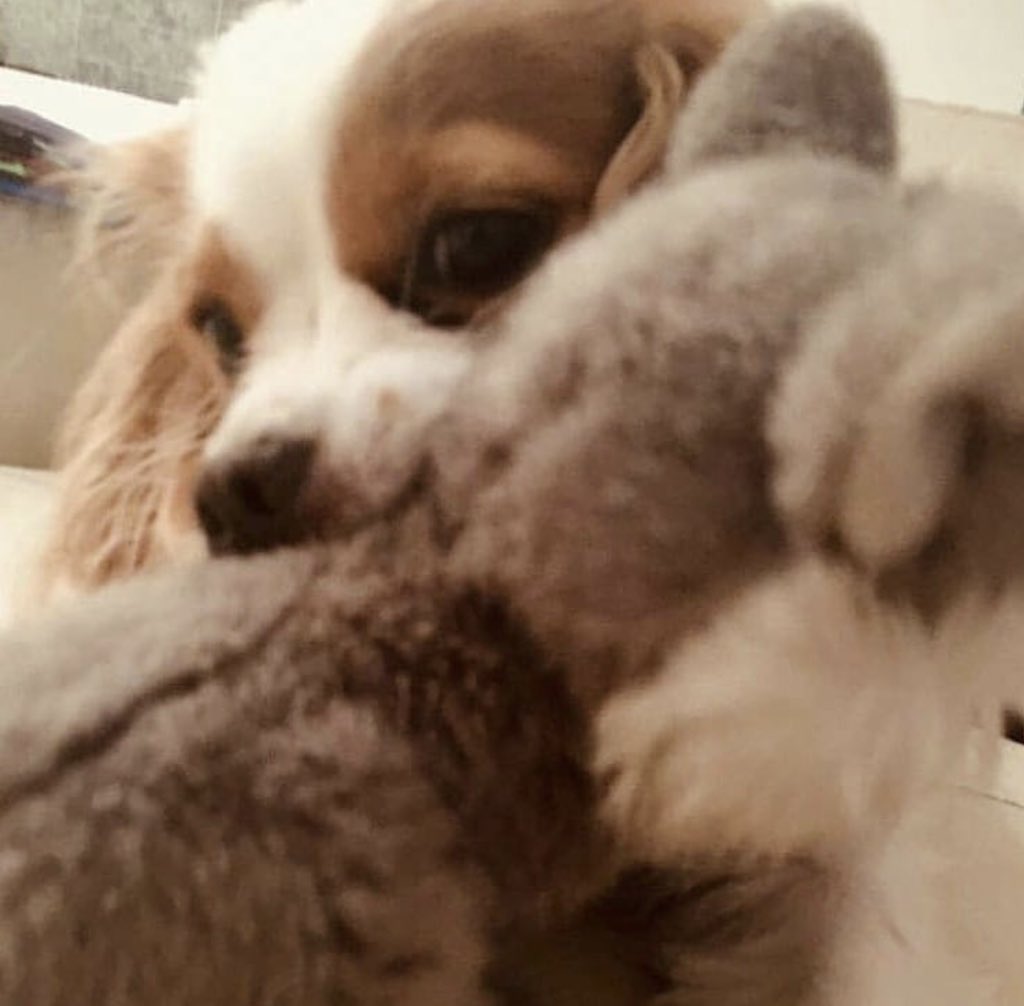 питомцы stray kids. бан чан stray kids улыбка. собака бан чана берри. как зовут собаку бан чана. собака бан чана берри.