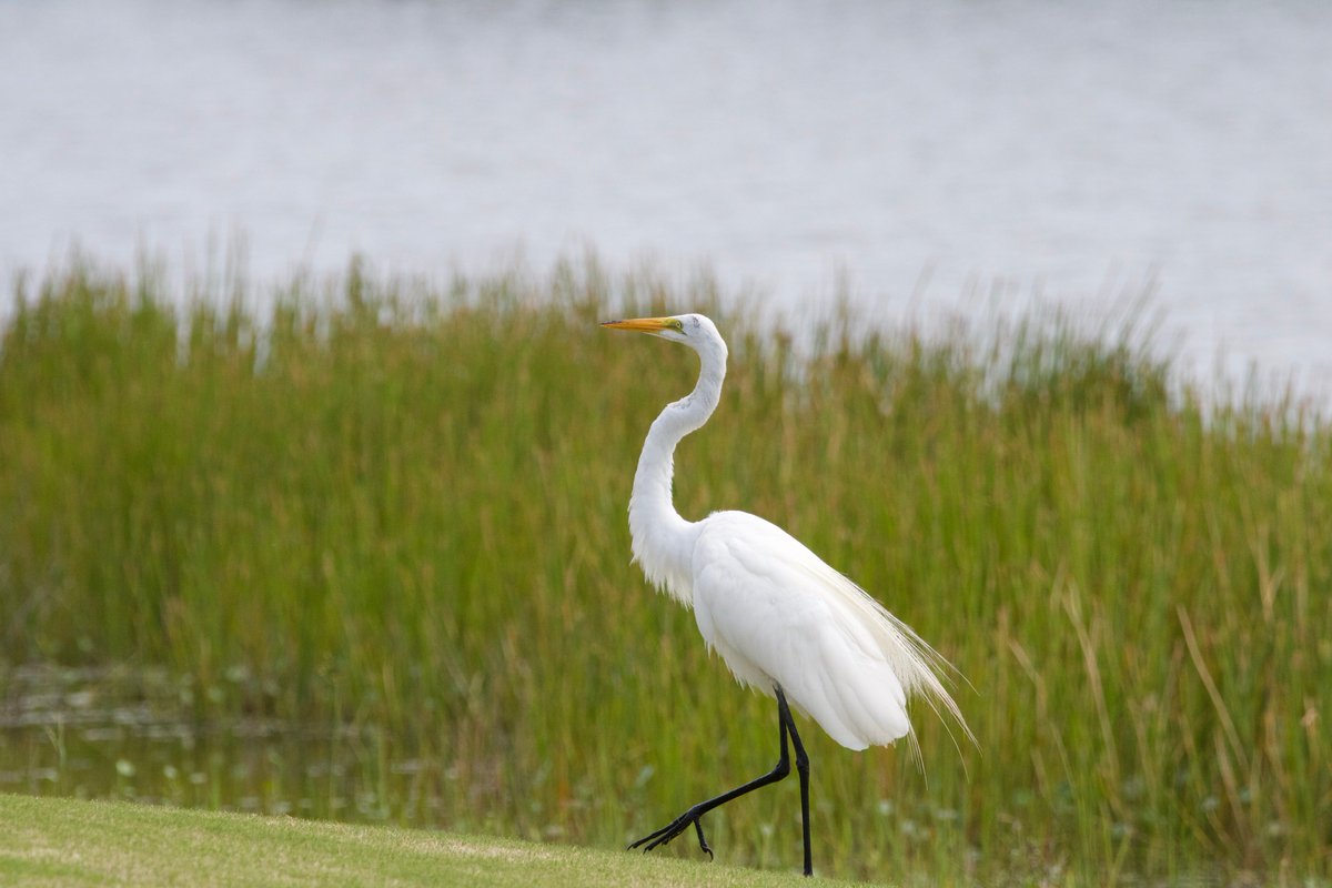 TheClubatRen's tweet photo. We love the #wildlife that surrounds our club - including the beautiful Great Egrets and Swallow-tailed Kites that stick around this time of year! They are #Floridians too!

#RenClub #golf #Floridaliving https://t.co/0TzdfzYviY