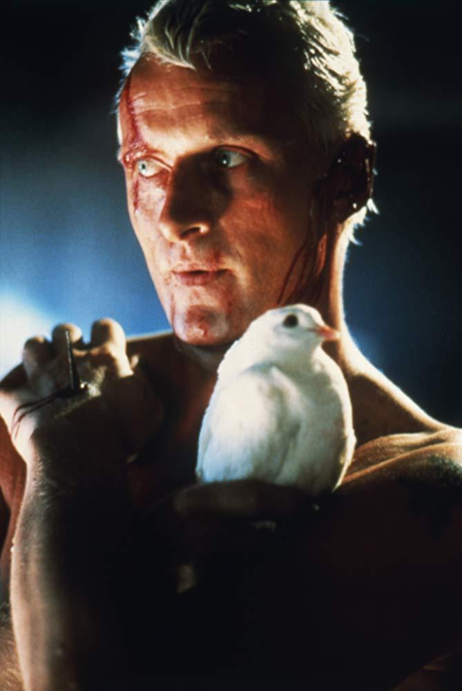 delfindeacero's tweet photo. Hoy se dió a conocer la noticia de la muerte de Rutger Hauer, el "holandés errante" que interpretó a Roy Batty, la avanzada réplica tipo Nexus-6 en Blade Runner.  En la película muere en el 2019 y en la vida real también. Ironías de la vida en el pasado y en el futuro. https://t.co/LFT8MTFCHu