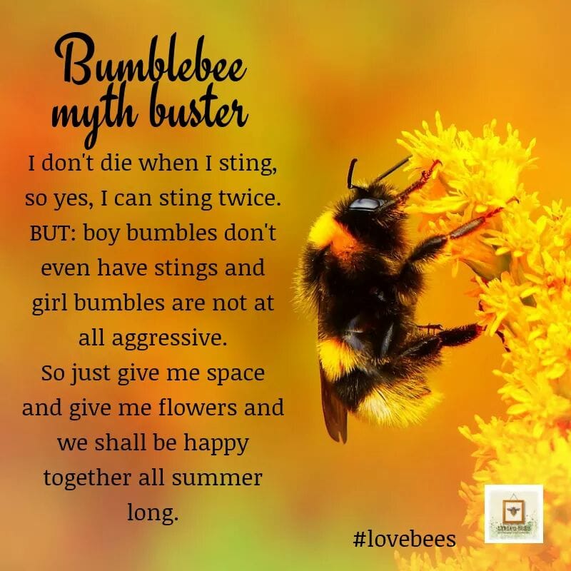 BuzzyBeeColl's tweet photo. Thought we should share this with you #buzzybeecollectibles #bees https://t.co/0U8A7z8ikZ