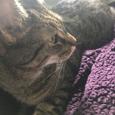 ZephyrFox11's tweet image. #NewProfilePic