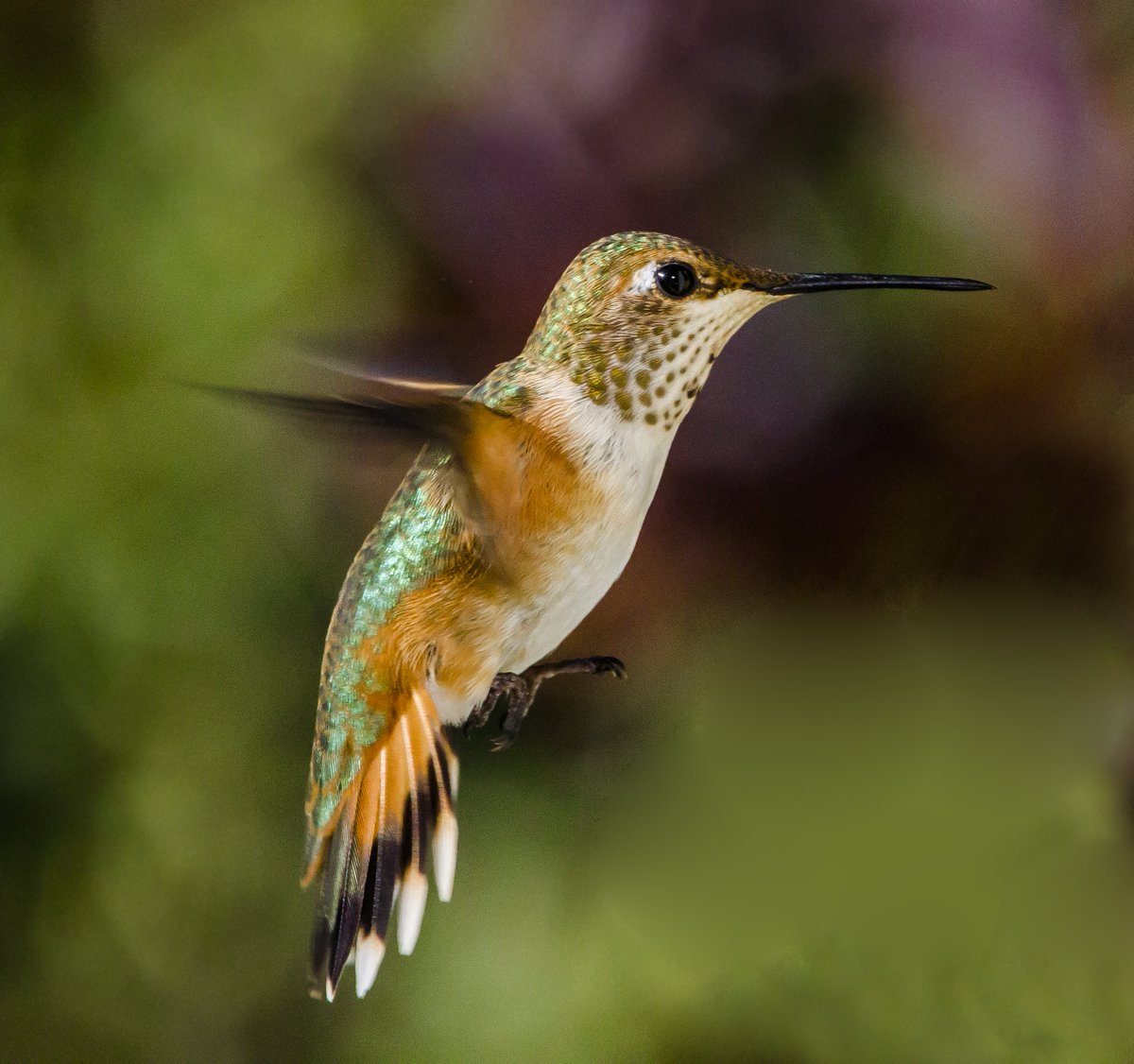 RockyNPS's tweet photo. Rufous Hummingbirds are back! All of these tiny orange-colored birds are feisty: males, females & juveniles. After nesting in the Pacific NW, they are heading to their winter range in Mexico, & usually leave here sometime in September. #RangerTips #Birding (Photo: F&M Rufous) ks https://t.co/PHepTtqtHs