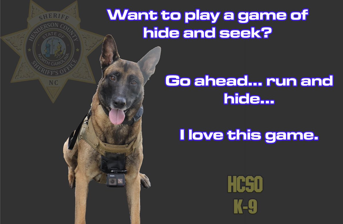 SheriffHCSO's tweet photo. Wanna play hide and seek?!?! #youcanrunbutyoucanthide #hcsok9unit #sheriffk9 #belgianmalinois #peekaboo https://t.co/UfVHWlfyaq