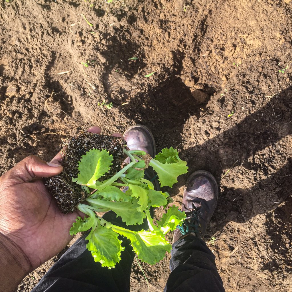 ”You must give to get, You must sow the seed, before you can reap the harvest.” Scott Reed
#Farmer #YouthInAgriculture #Farming #Farmers4Change  #FoodForMzansi  #AgriSa #Growth #FeedingTheNationThroughFarming #AgriPrenuer #AfricanFarmers #FarmersMarket #Land #AgriLife
