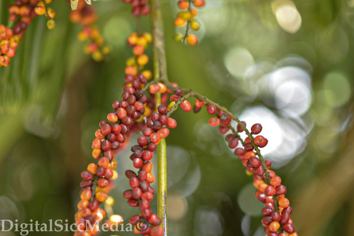 UrbanPharma's tweet photo. Explore &amp; Share The Beauty Of Your Surroundings🌺🌋  #hawaii #hilo #plants #earthcapture https://t.co/QlvVbJS4Jm