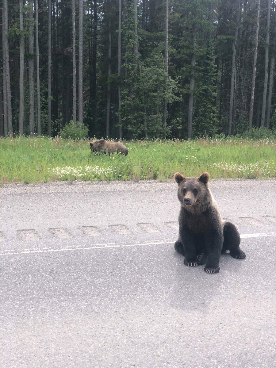 ADHD123SUE's tweet photo. #BetchaDidntKnowThat one of bonus sons saw THREE Grizzlies coming out of the woods. These are two of them!!
(Planting trees out west.) https://t.co/UhJtk25wmq