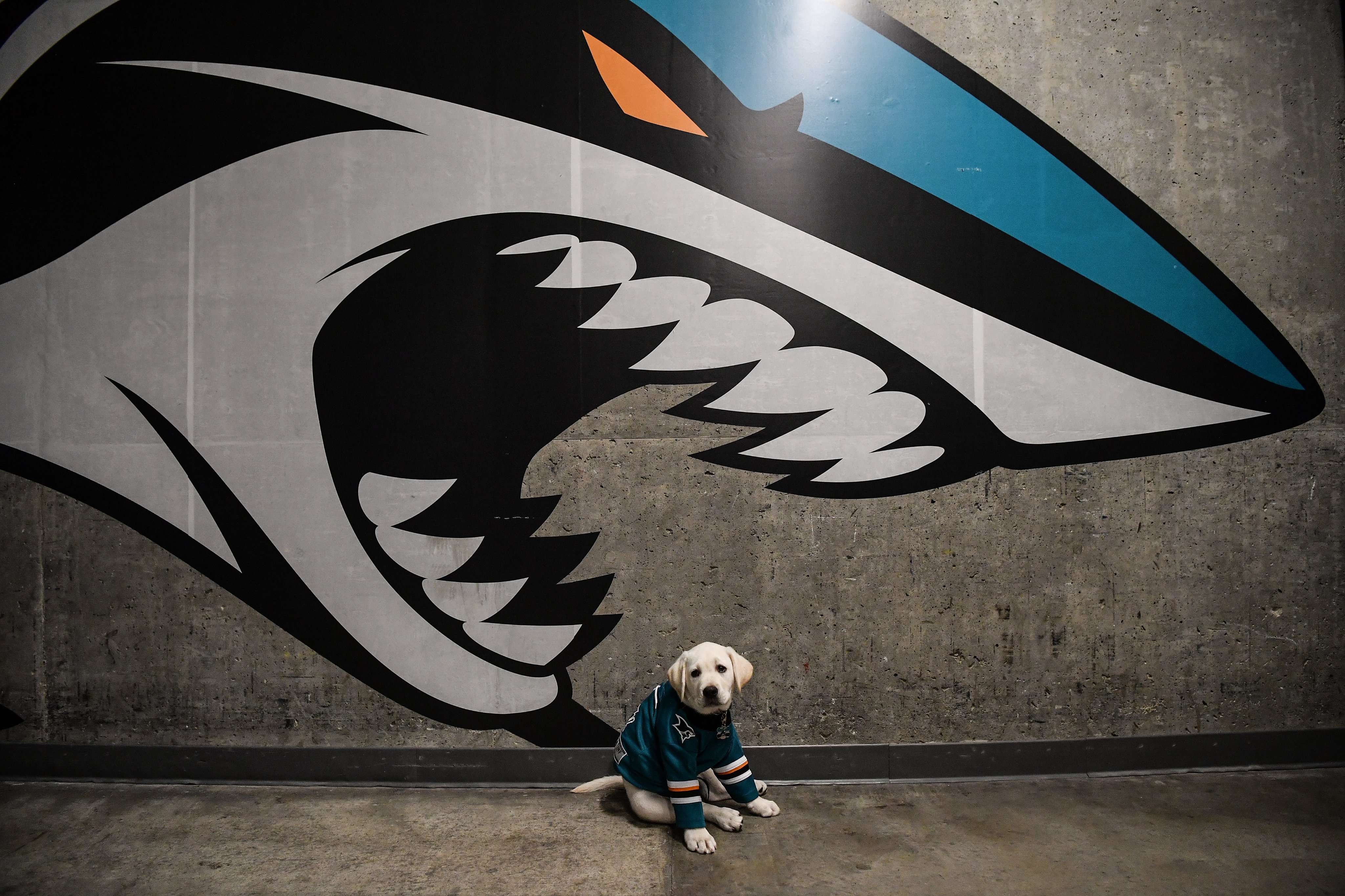 Gill (@SharksPup) / X