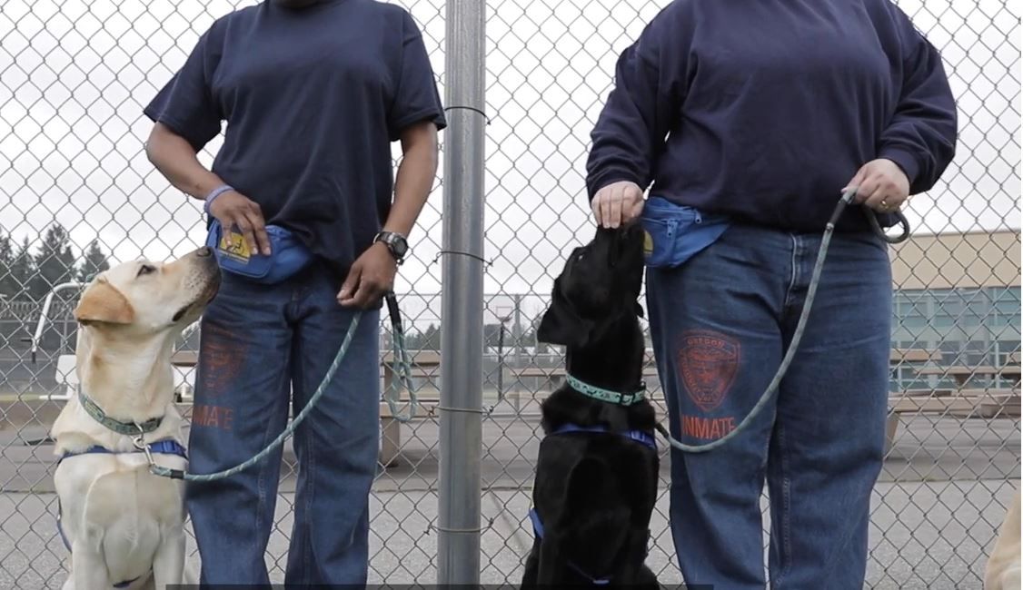 canineorg's tweet photo. Hey @NetflixDogs! @ccicanine puppies grow up to provide independence to people with disabilities. Our prison puppy raising program not only benefits the puppies, but the inmate as well. Learn more by watching this video: https://t.co/5PwH70uOBi. #netflixdogstory https://t.co/exRZeyXz4s