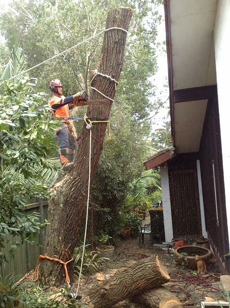 Complete Tree Experts (@experts_tree) / Posts / X