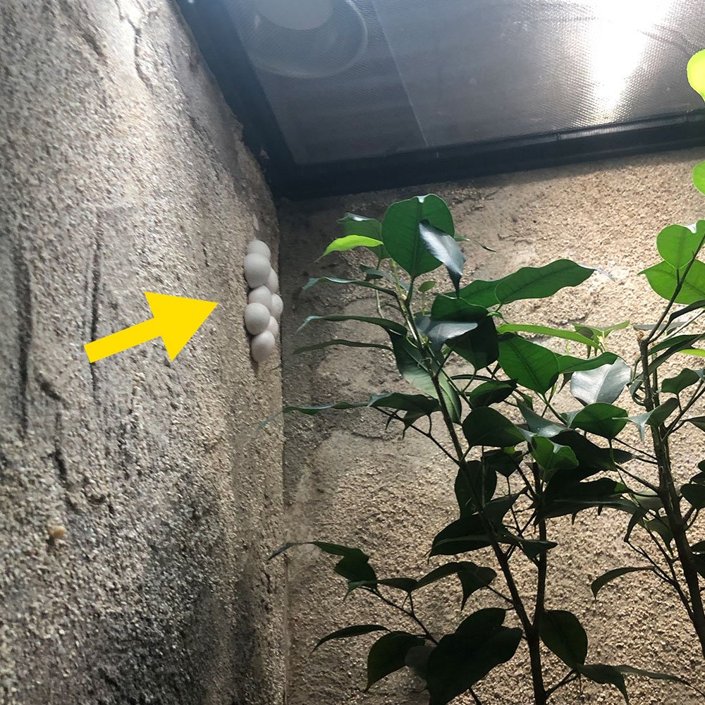 ButterflyLandAZ's tweet photo. If you visited Butterfly Wonderland lately you might have noticed that our Tokay Gecko laid some eggs on the wall of her enclosure. They are hard to spot in the far top left corner of her exhibit. The incubation lasts about 4 months. Very soon we will have baby Tokay Geckos! https://t.co/aQwRgK3Q7S